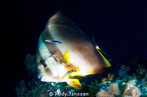 Bathfish by Rudy Janssen 